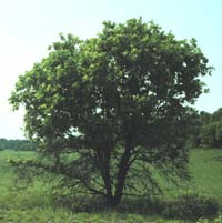 Carya tomentosa