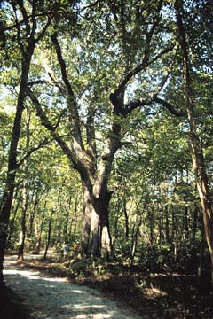 Quercus pagoda