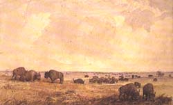 Herd of buffalo