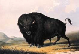 Buffalo bull