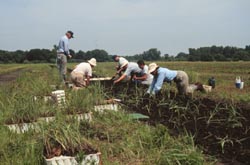 Volunteers planting, Midewin NTP