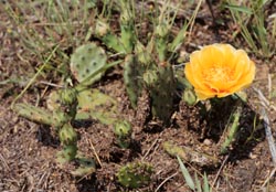 Opuntia humifusa