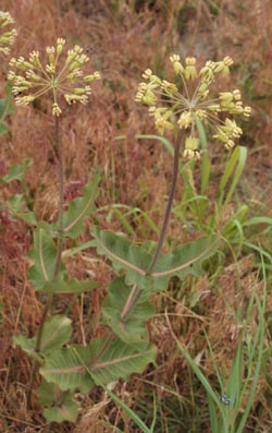 Asclepias amplexicaulis