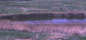 Goose Lake Prairie Nature Preserve