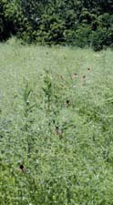 Bobtown Hill Prairie Nature Preserve