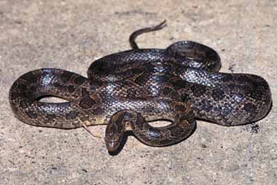 Prairie Kingsnake