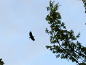 Black Vulture