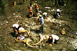 Paleontological Excavation