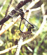 Hine's Emerald Dragonflies during copulation