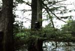 - Cypress Swamp - 