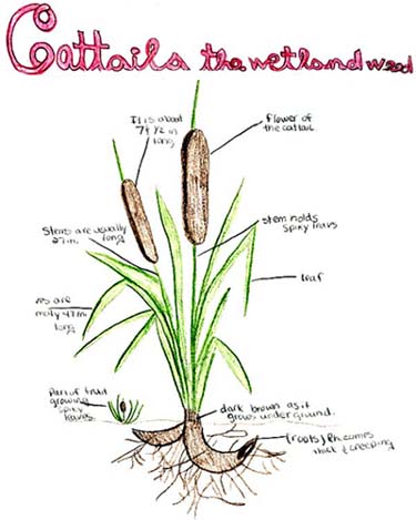 - Cattail Diagram  (Sugar Creek) - 