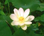 - American Lotus in bloom - 