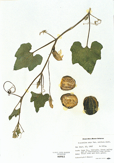 cucurbita gourd herbarium sheet