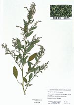 chenopodium plant