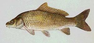 Harvesting the River: Harvesting: : Common Carp -- Illinois State