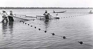 Harvesting the River: Harvesting: : Seine Nets -- Illinois State Museum