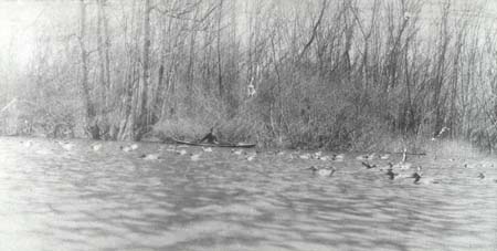 <b>Setting out Decoys</b>, circa 1903-1920.