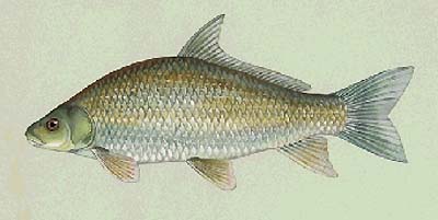 <b>Smallmouth buffalo</b>, <i>Ictiobus bubalus</i>