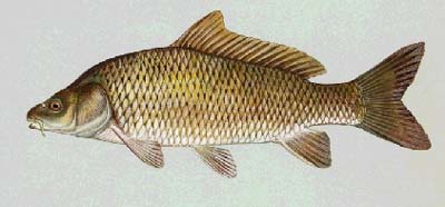 <b>Common Carp</b>, <i>Cyprinus carpio</i>