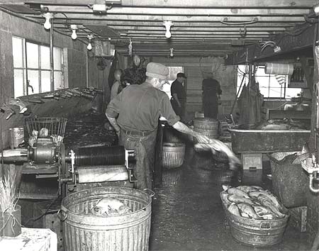 <b>Processing Fish</b>, April 20, 1967.