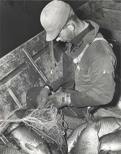 <b>Untangling a Trammel Net</b>, April 20, 1967.