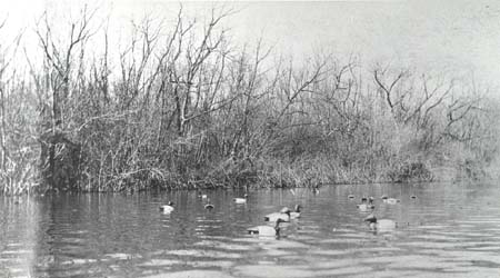 <b>Spread of Decoys</b>, circa 1903-1920.