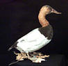 Male CanvasBack Duck