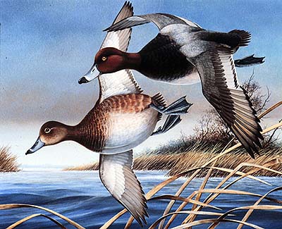 <b>Redheads</b>, 1984.<br>Bartlett Kassabaum<br>Acrylic on illustration board<br>Illinois State Museum Collection<br>Gift of the Department of Conservation and Ducks Unlimited<br>Winning design for the 1985 Illinois Migratory Waterfowl Stamp.