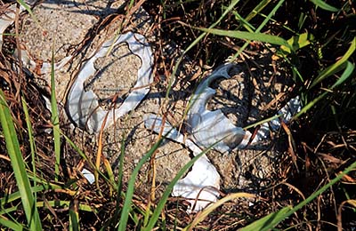 <b>Button Shells Decorating a Grave</b>.<br> Grave decoration was one of the uses for waste shells from the button blank factories.