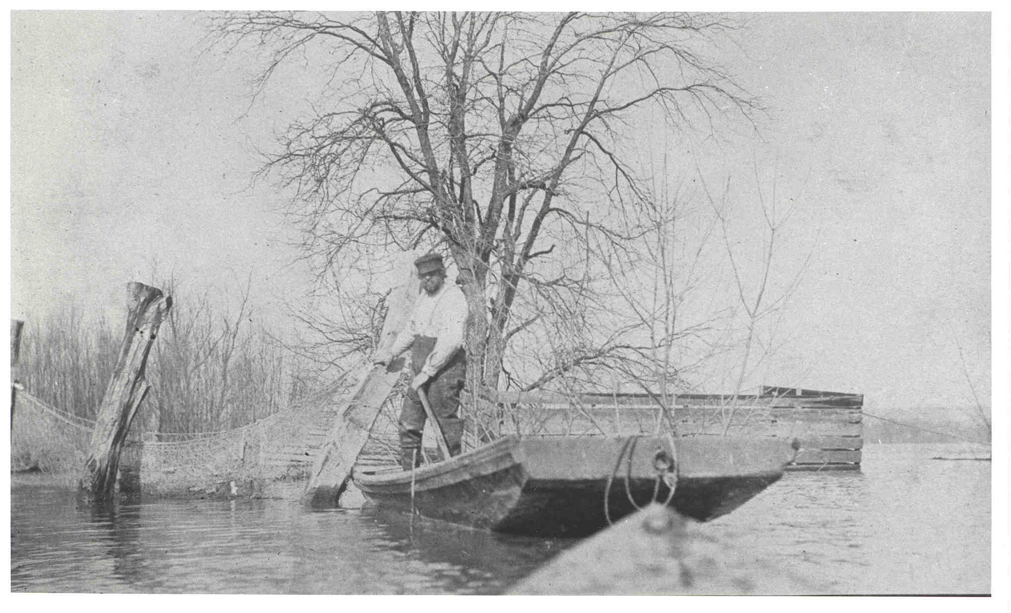 <b>Old Baldy</b> with a trammel net.  &quotLived alone in small shack on island in Swan Lake.  (Liked to gamble on Board of Trade)."