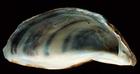 Zebra mussel