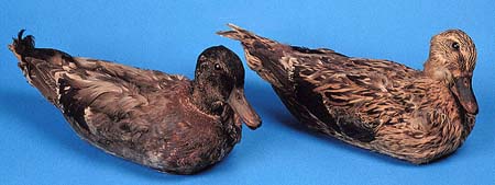 <b>Pair of Mallard Skin Decoys</b>.<br>  Wood, duck skins.<br>  Carved by Dallas Smith.<br>Meredosia River Museum, Meredosia, Illinois<br>  Donated by Judi Windsor Erickson, Meredosia, Illinois.