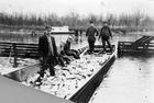 Fish Catch, Meredosia Lake, 1925