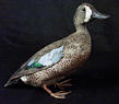 Blue-Winged Teal