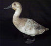 Canvasback Duck