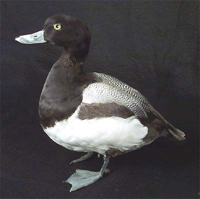 <b>Lesser Scaup</b>, Male<br>(7