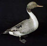 Pintail Duck