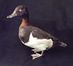 Ring-Neck Duck