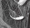 Catfish in Trammel Net