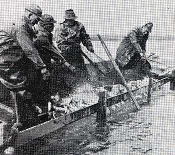 <b>Seine Haul at Bath</b>.  Grover, Frank, Harry and Tom Holmes.