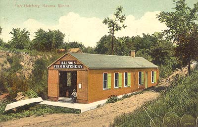 <b>Illlinois Fish Hatchery</b>, Havana, Illinois.  Postcard illustration.