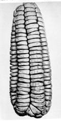 Maize