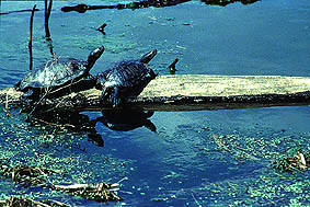 Slider turtles basking on a log
