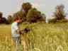 thm_maygrass_harvest_clr2.jpg