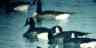 thm_paecon09bclr2.jpg