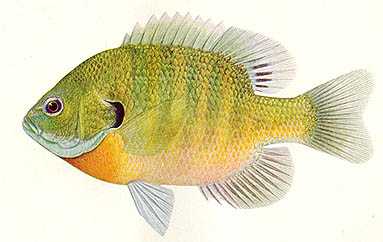 Bluegill