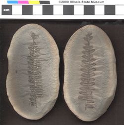 Small image of specimen