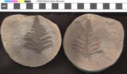 Image from Mazon Creek Collections Database