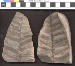Small image of specimen