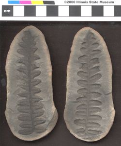 Small image of specimen